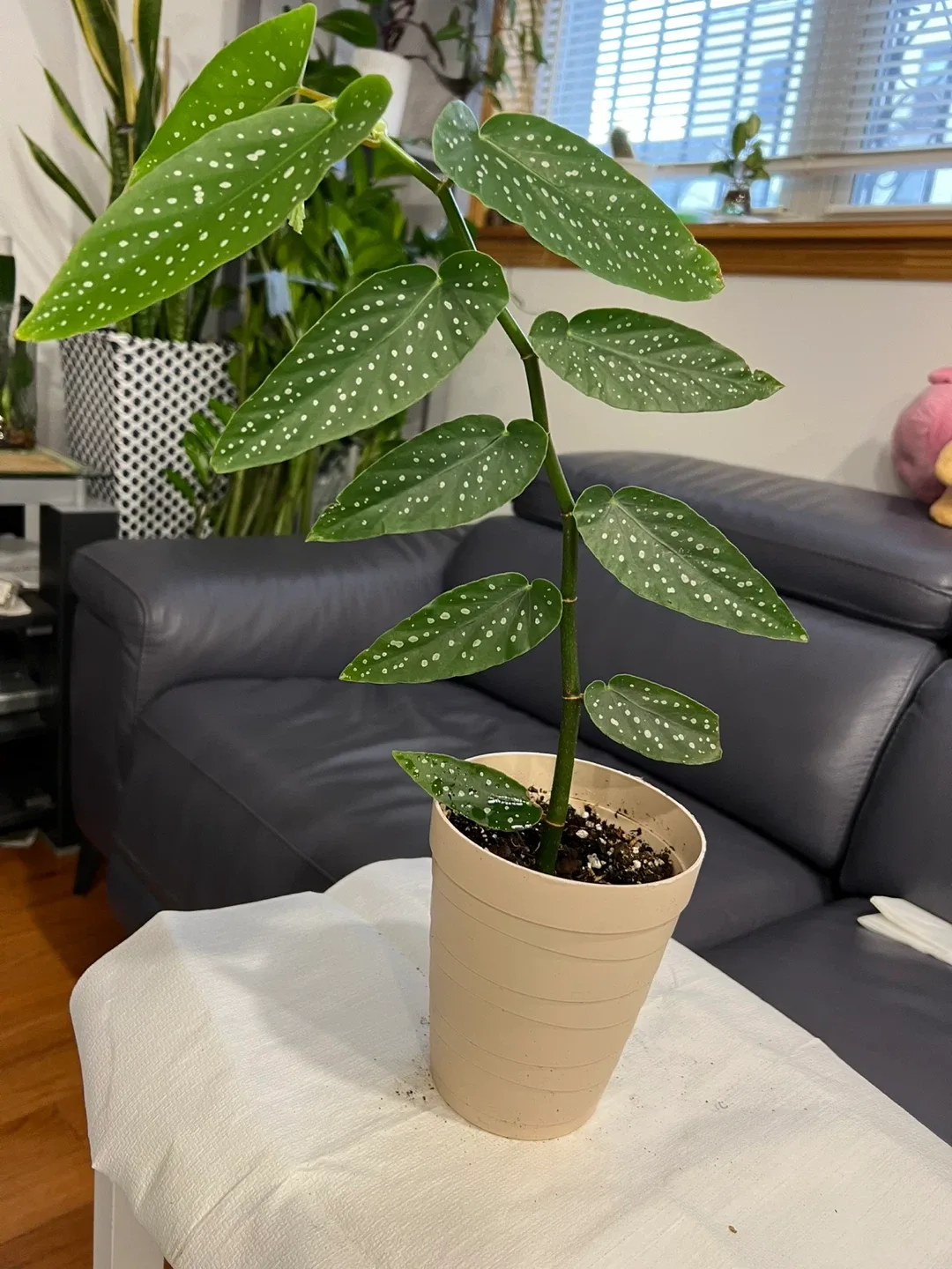 Spotted healthy Begonia Plant image indicator(3)