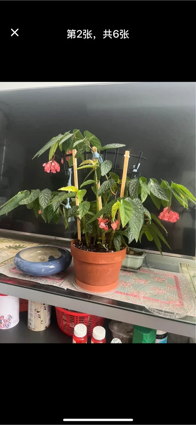 Spotted healthy Begonia Plant image indicator(5)