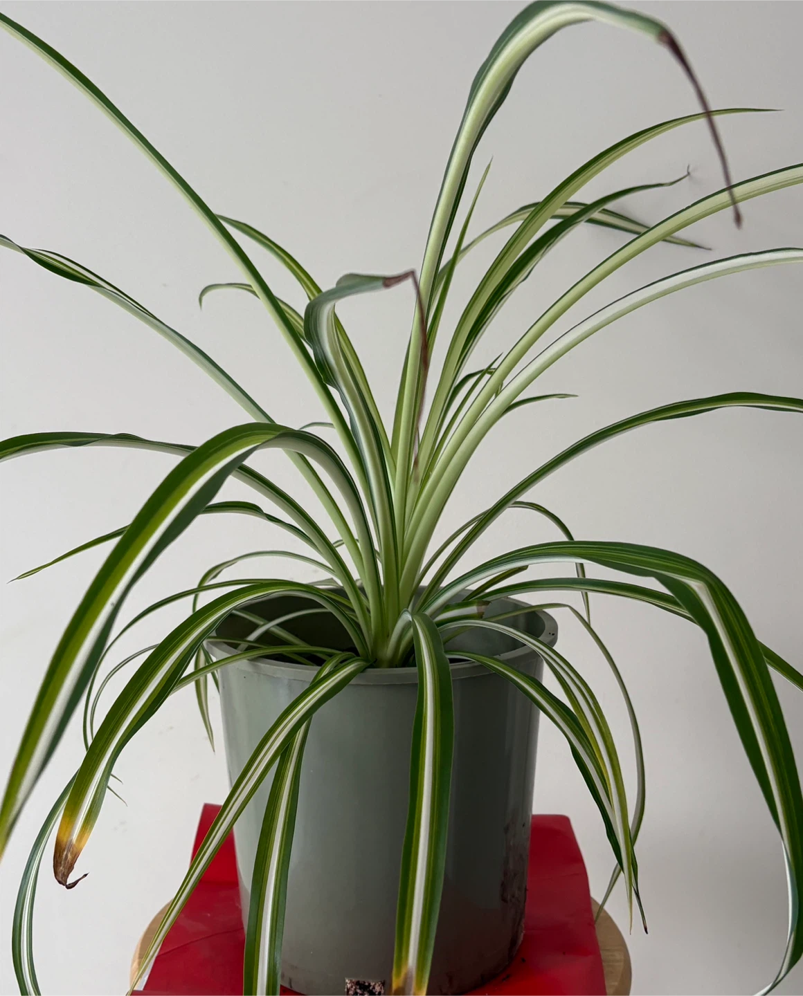 Spider Plant in Grey Pot