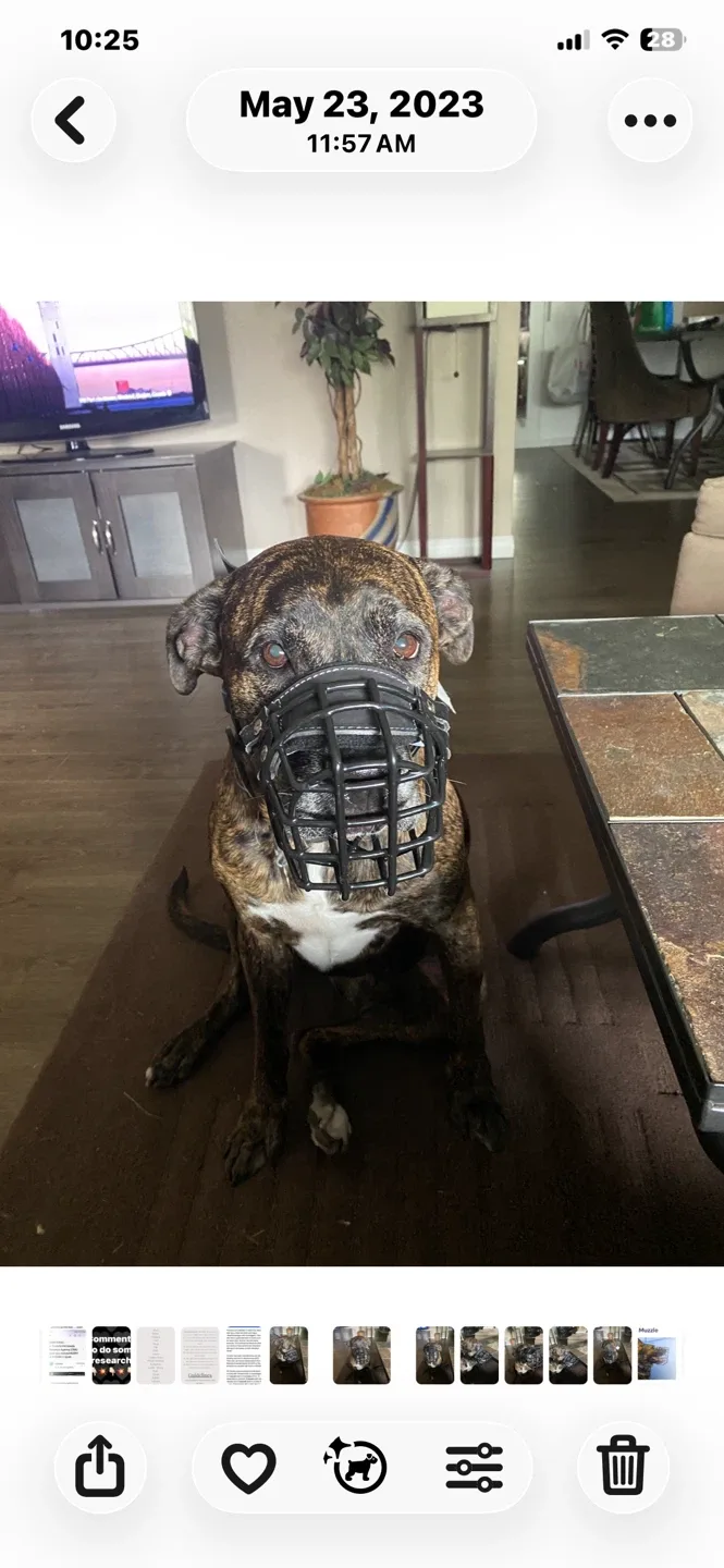 Dog muzzle, black image indicator(6)