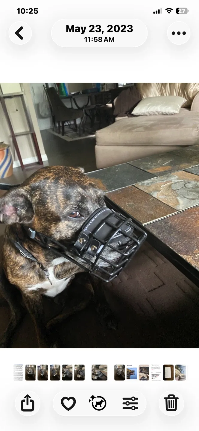 Dog muzzle, black image indicator(2)