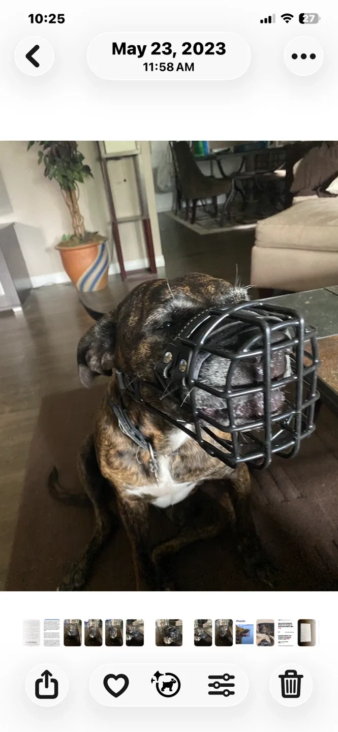 Dog muzzle, black image indicator(3)