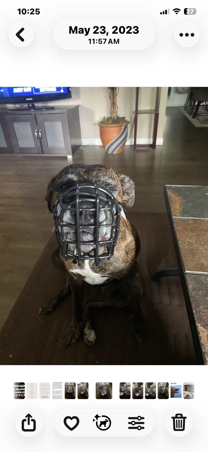 Dog muzzle, black image indicator(7)