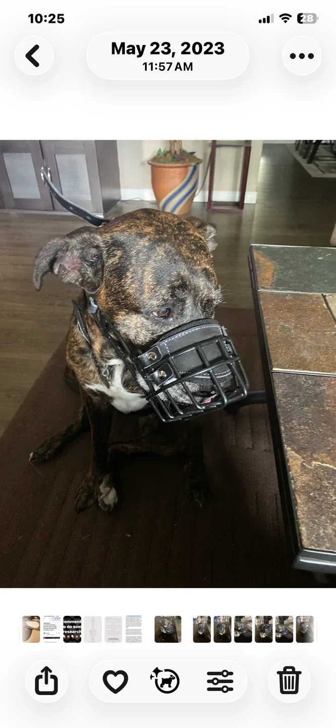 Dog muzzle, black image indicator(5)