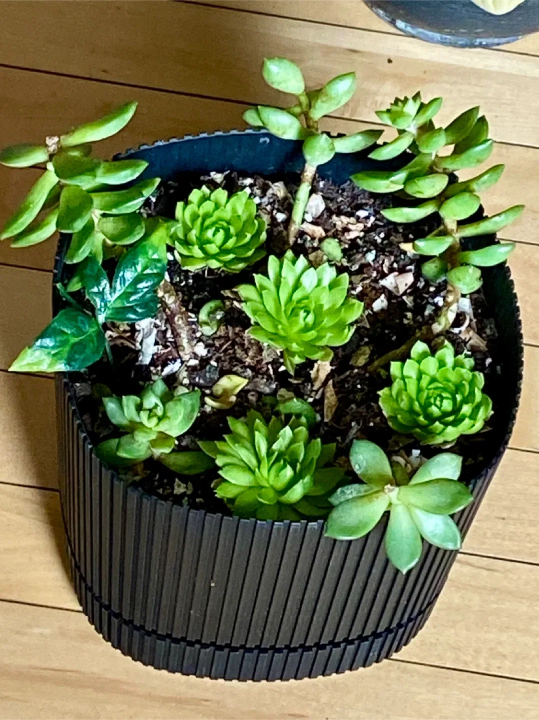 🥕 Beautiful Succulent Plant Arrangement image indicator(2)