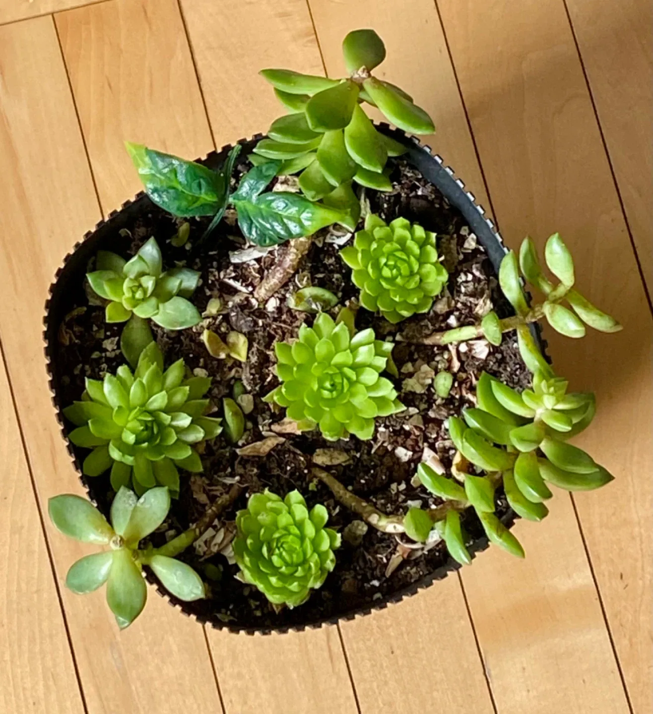 🥕 Beautiful Succulent Plant Arrangement