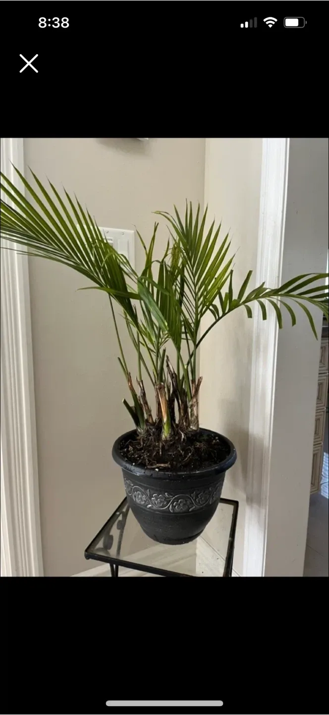 Potted Majestic Palm 🥕 thumbnail