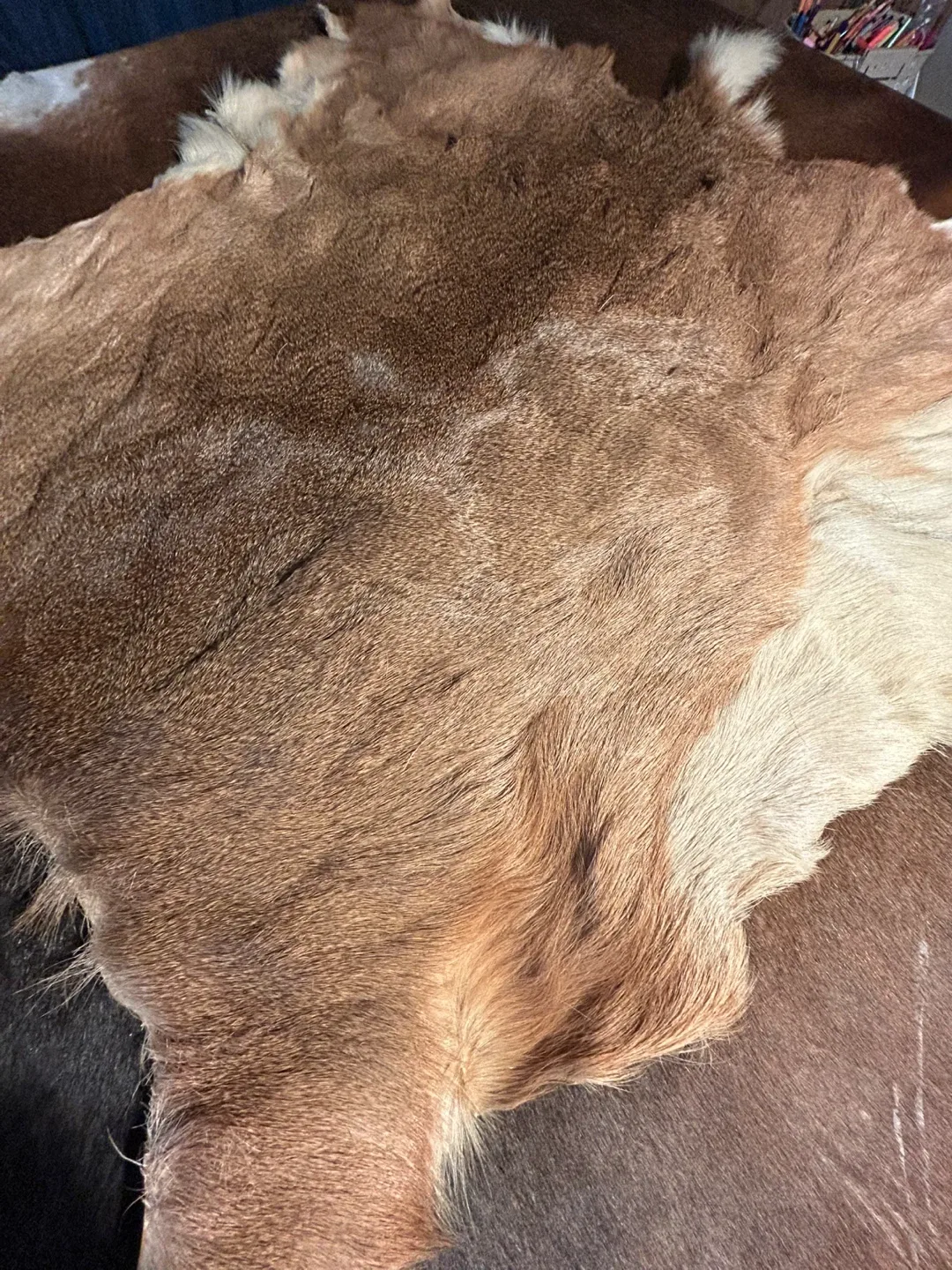 Red Deer Hide Rug Deer Skin Rug Deer Taxidermy Deer Decor