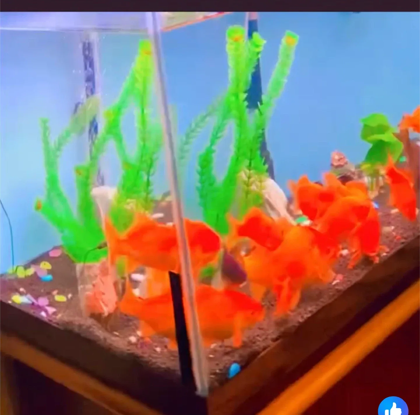 Aquarium image indicator(3)