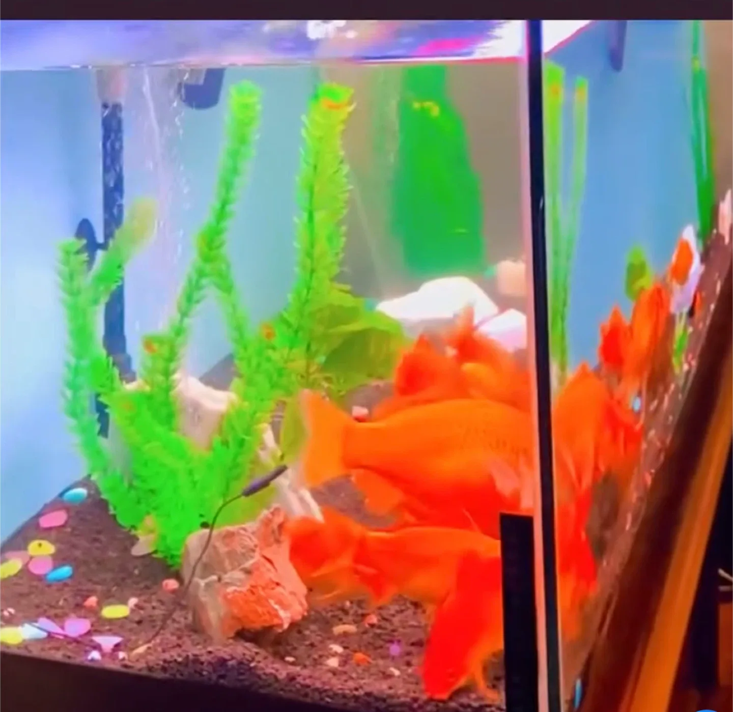 Aquarium image indicator(2)