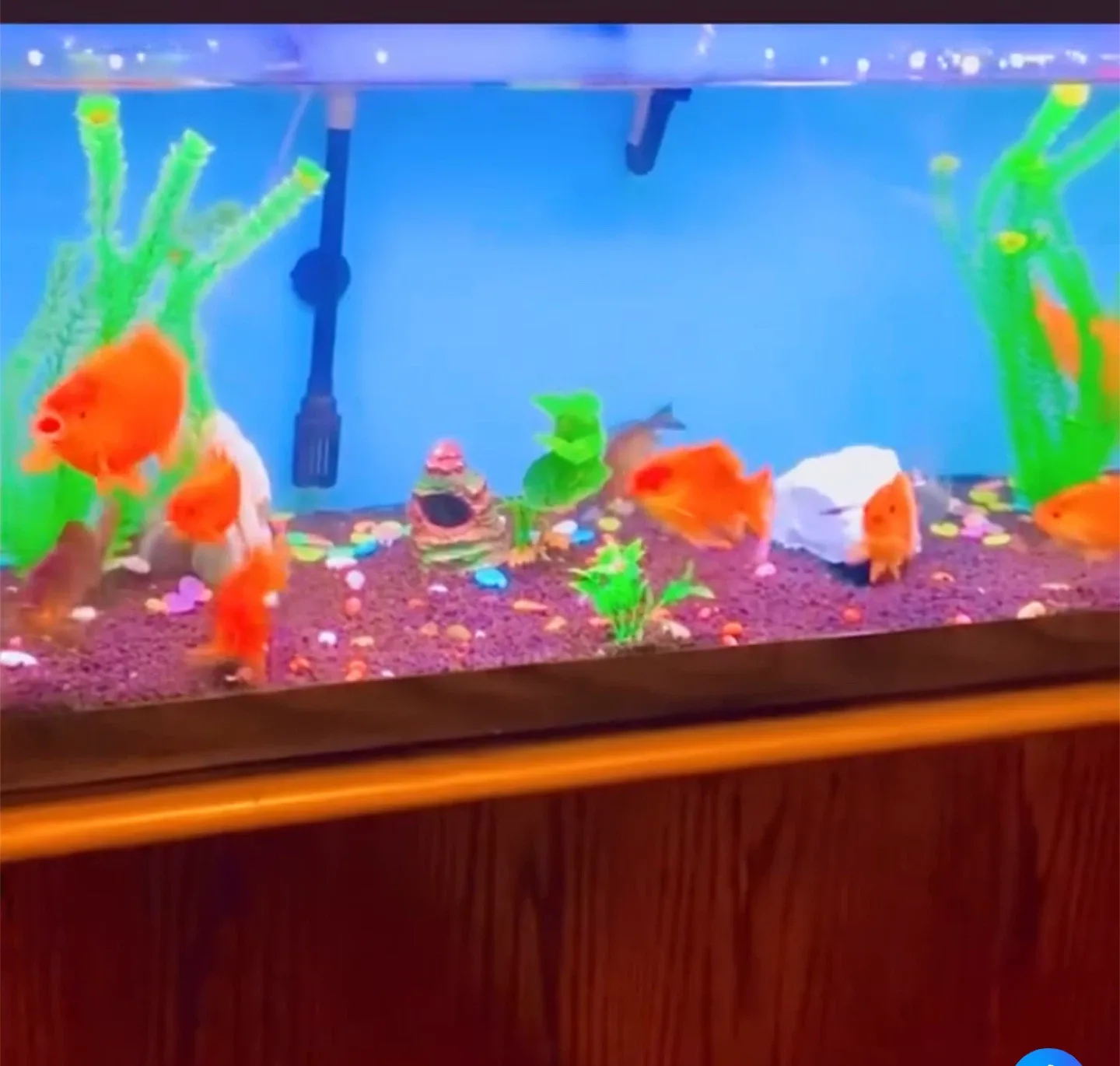 Aquarium image indicator(5)