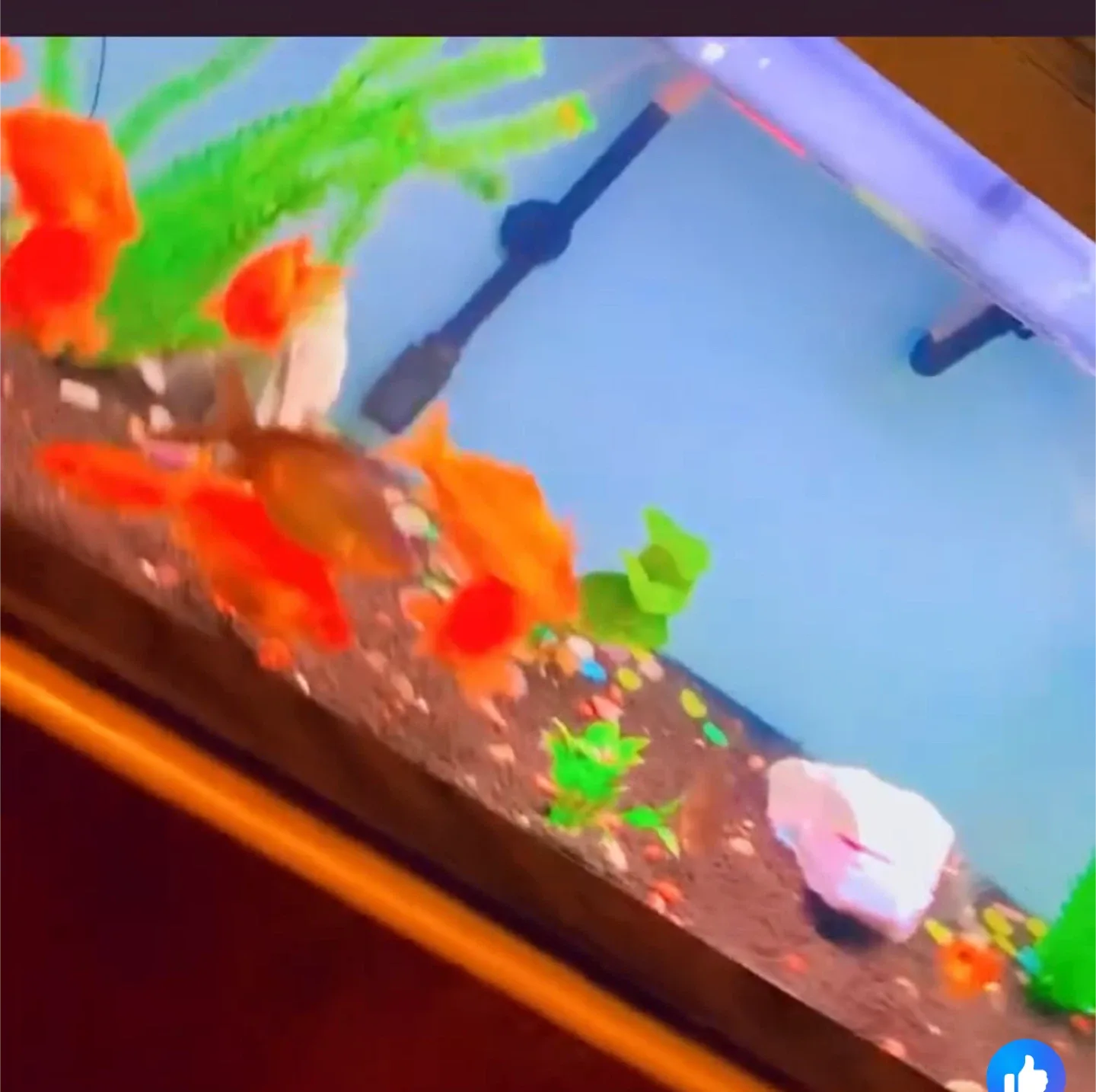 Aquarium image indicator(4)