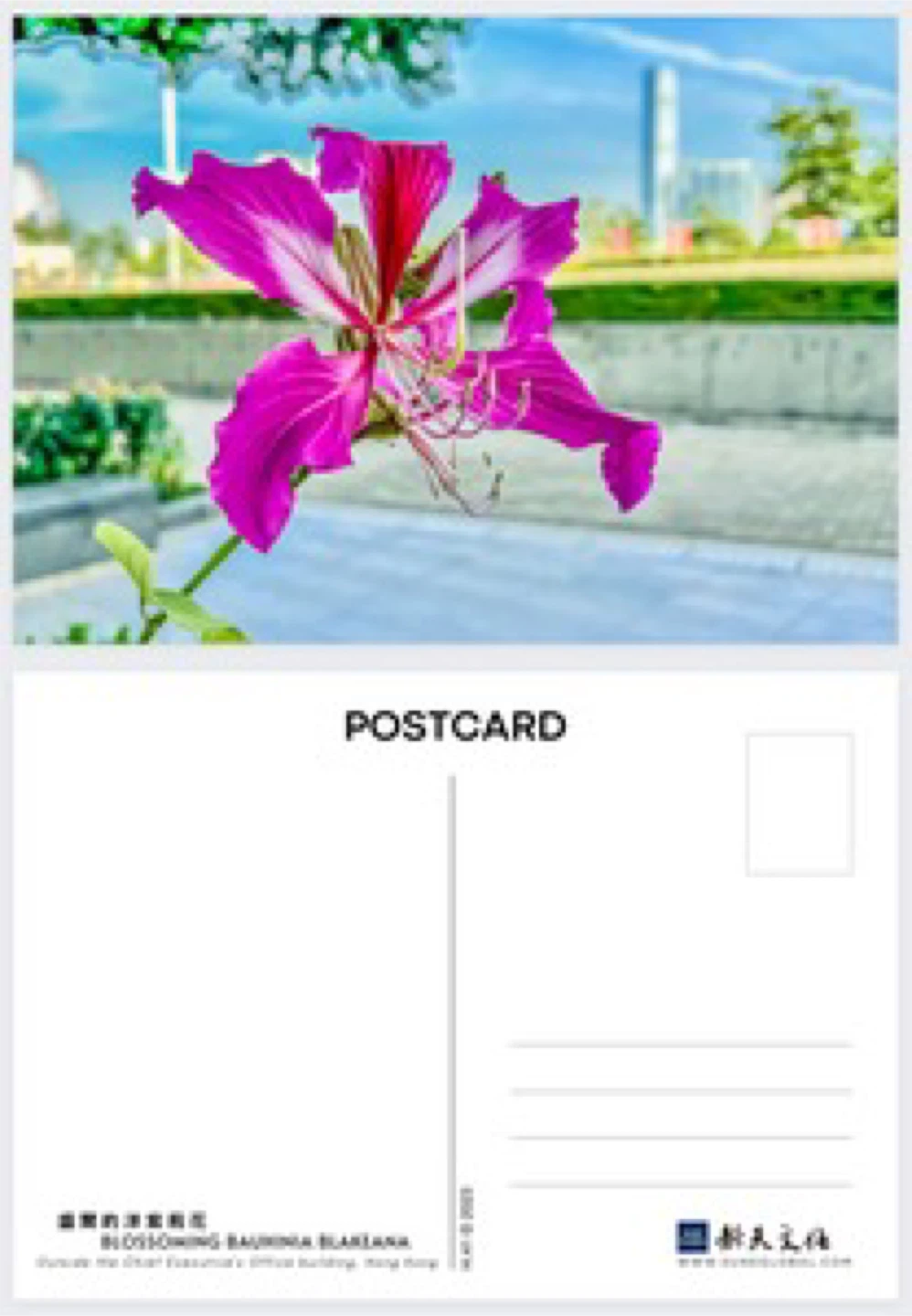 Postcard of Bauhinia flower