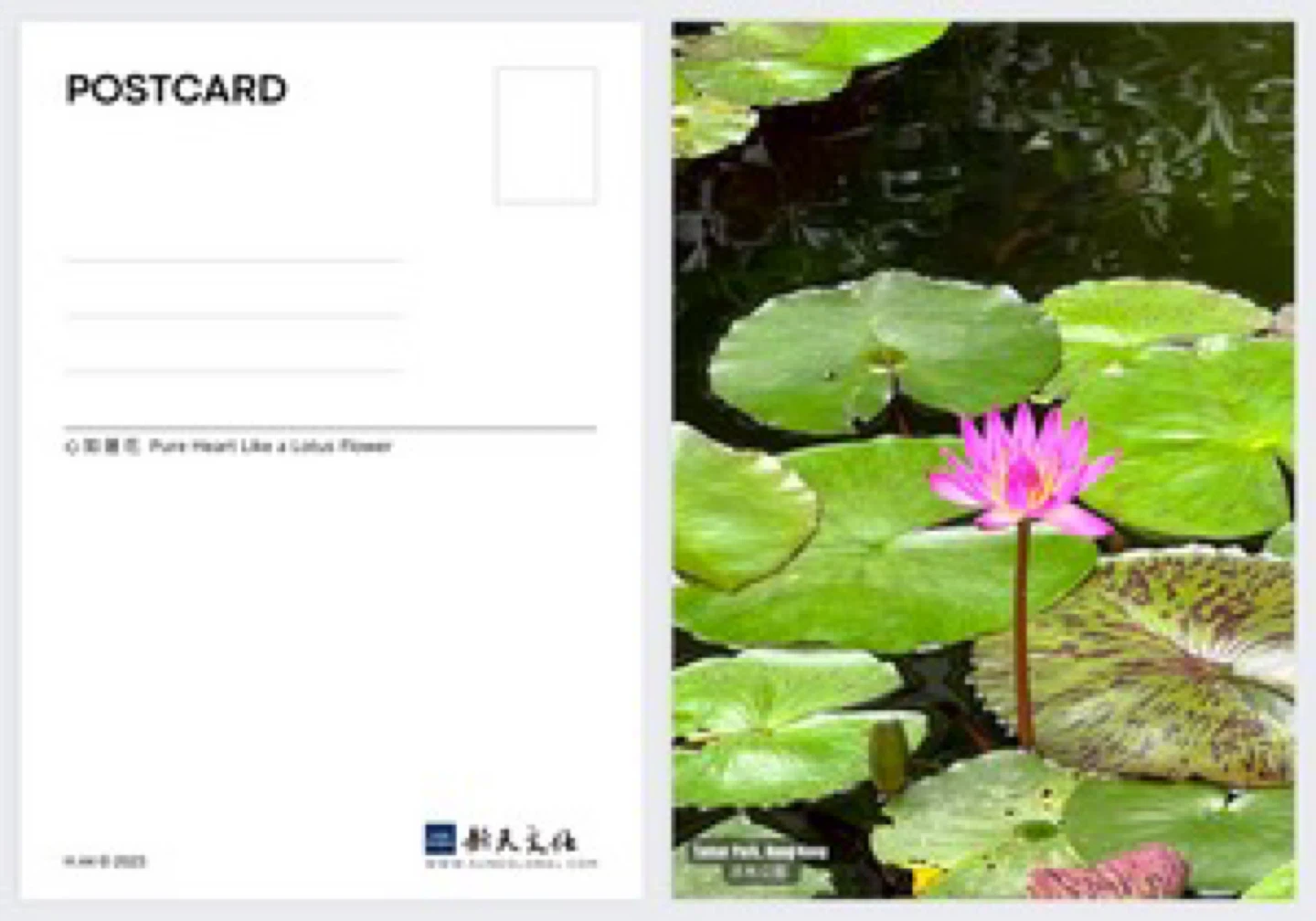 Lotus Flower Postcard