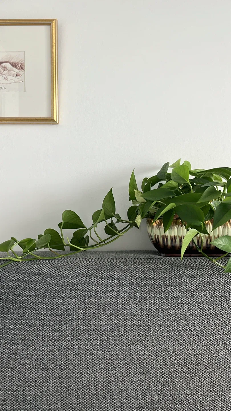 Golden Pothos Plant in Japanese Ceramic image indicator(10)