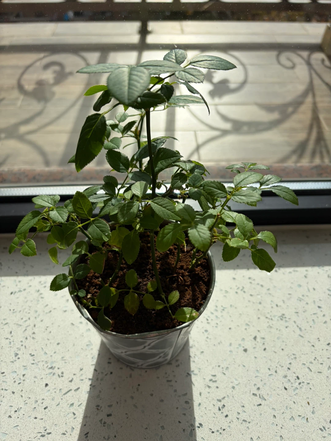Potted Rose Plant🥕