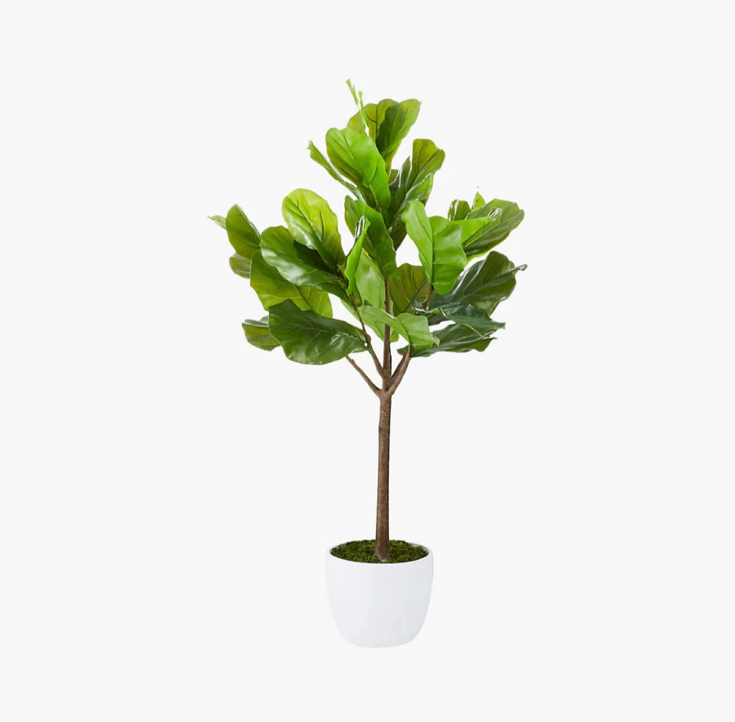 CB2 Fiddle Leaf Fig Artificial Tree in Pot - photo 4