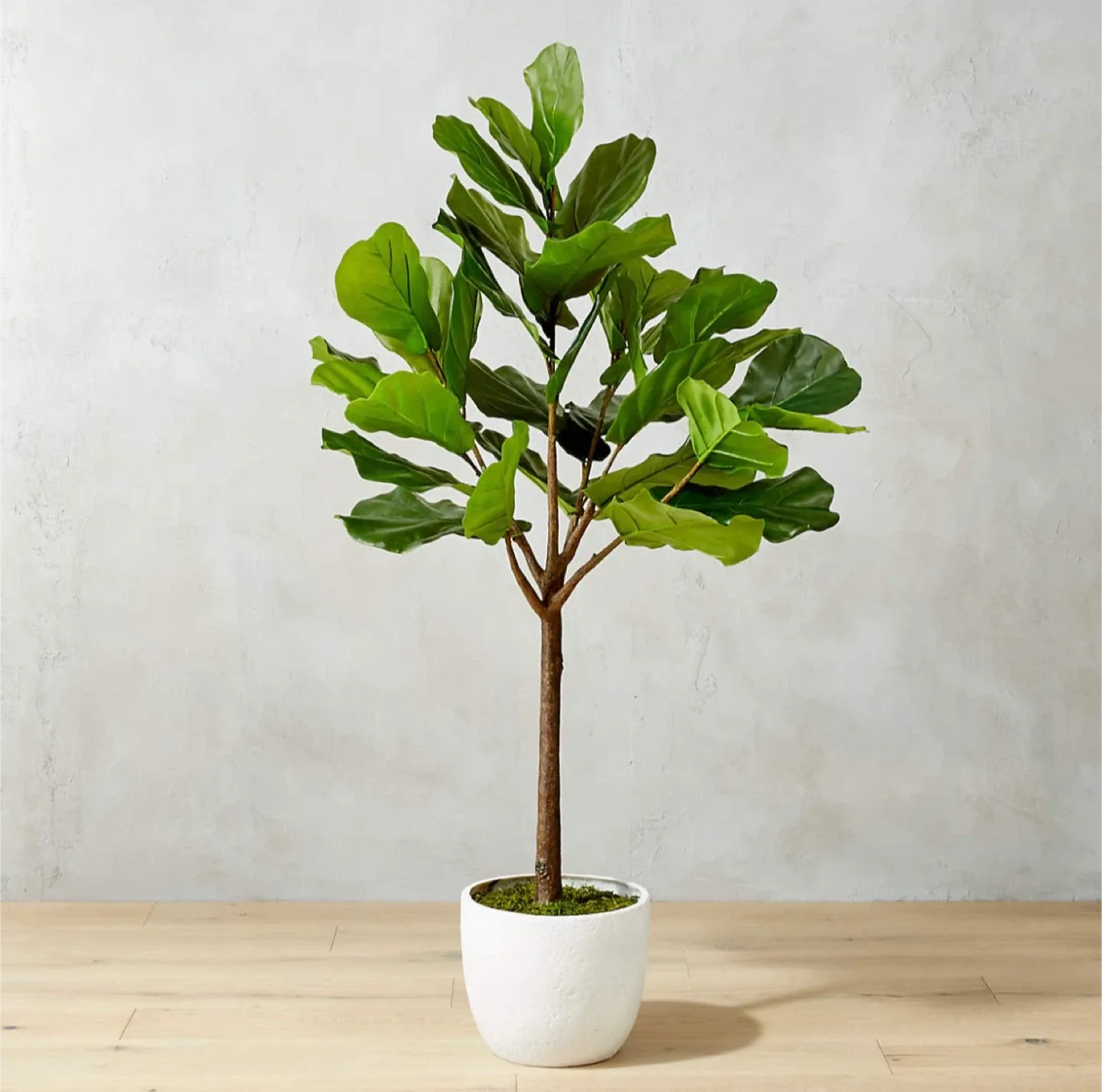CB2 Fiddle Leaf Fig Artificial Tree in Pot