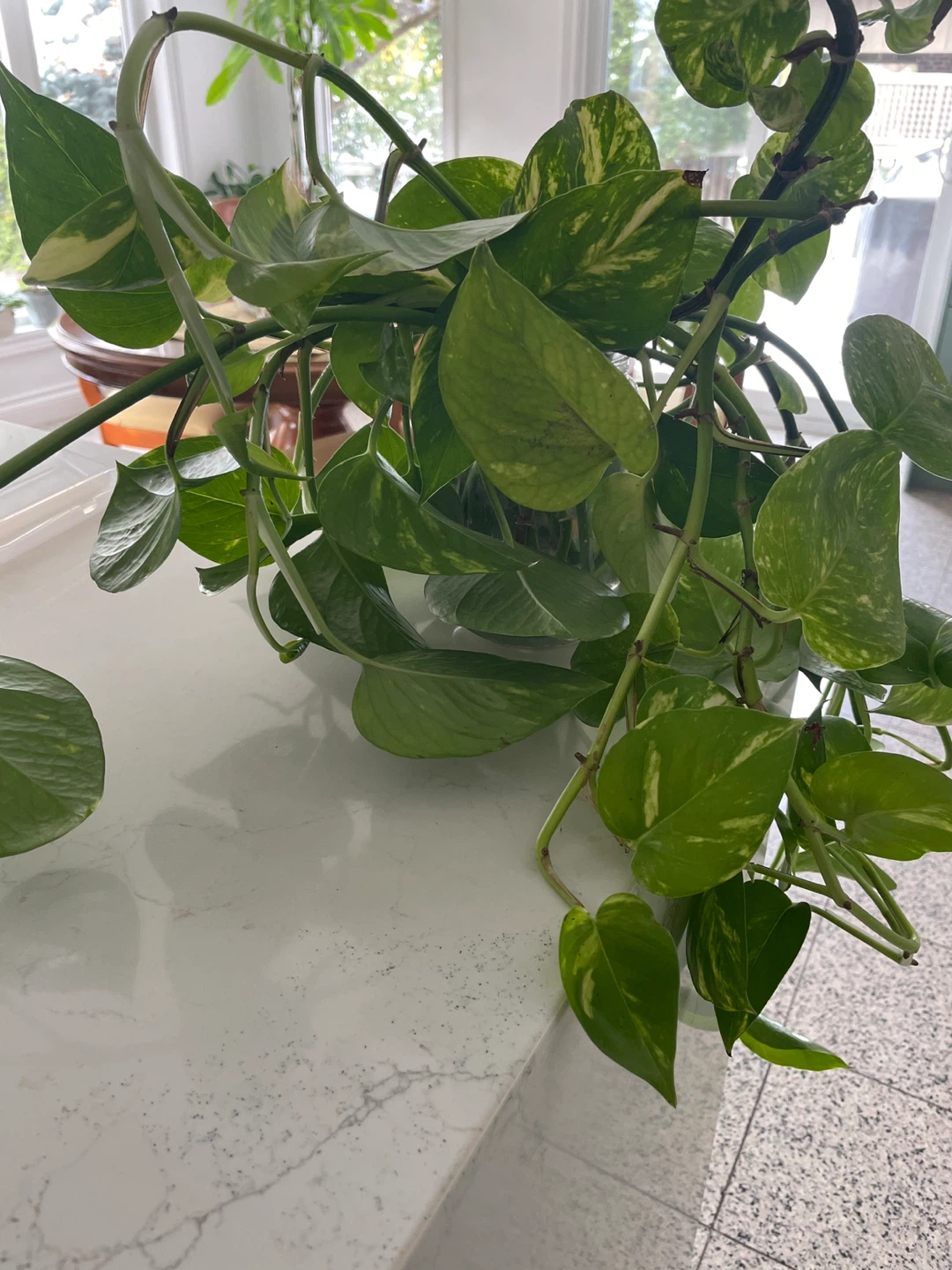 Pothos Plant - photo 3