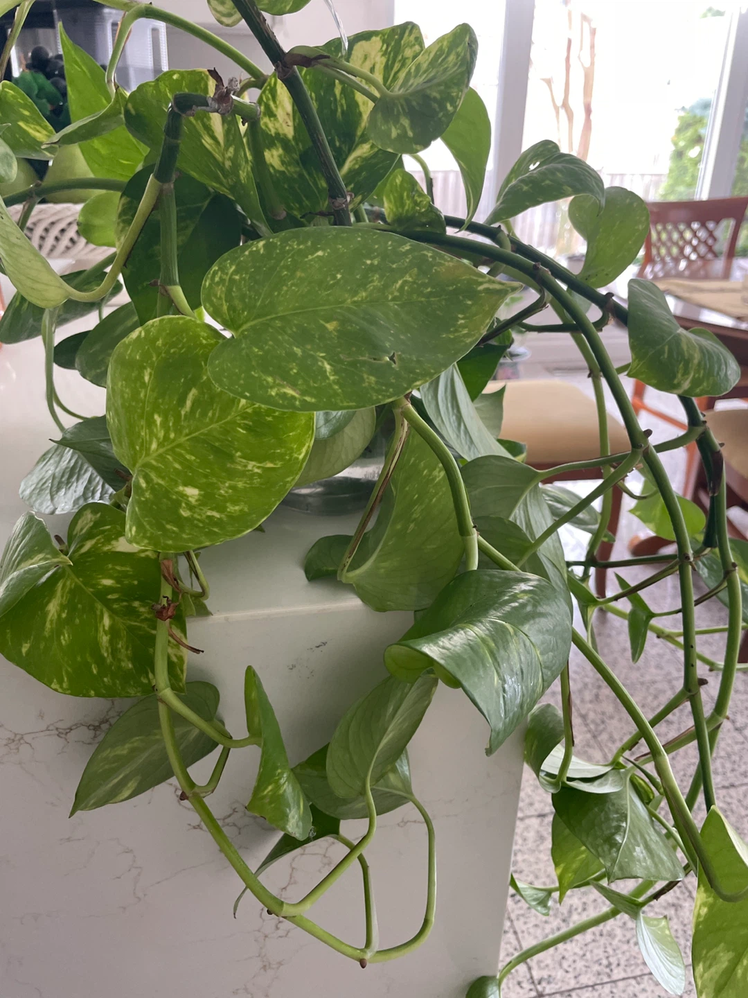 Pothos Plant - photo 2