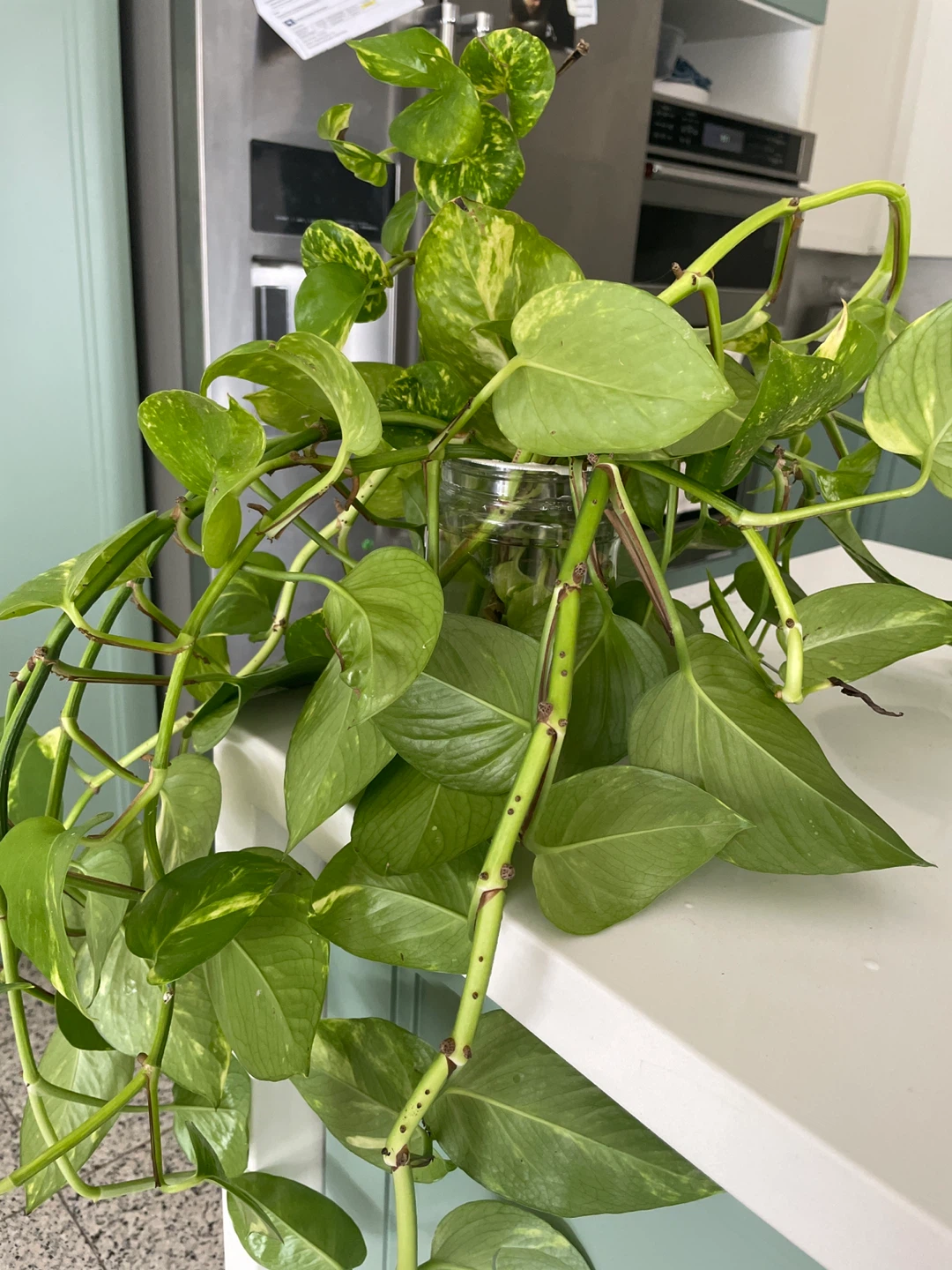 Pothos Plant