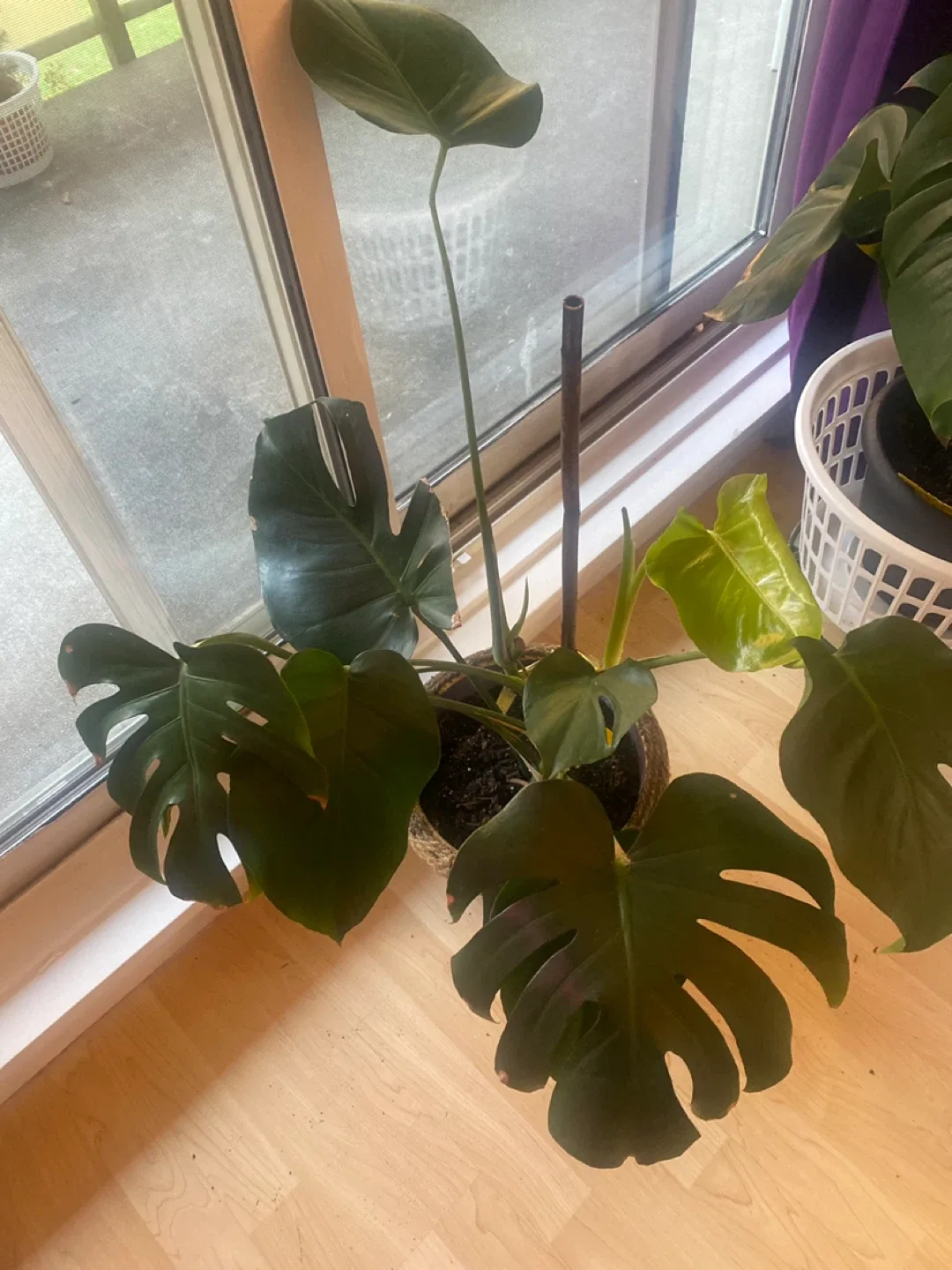 Monstera Plant with Pot image indicator(4)