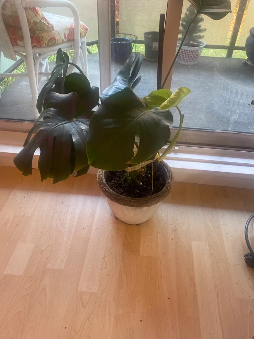 Monstera Plant with Pot image indicator(2)