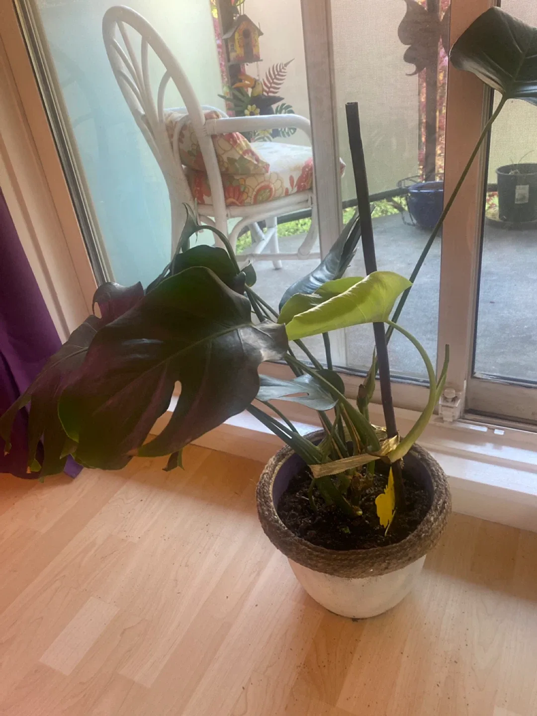 Monstera Plant with Pot image indicator(3)