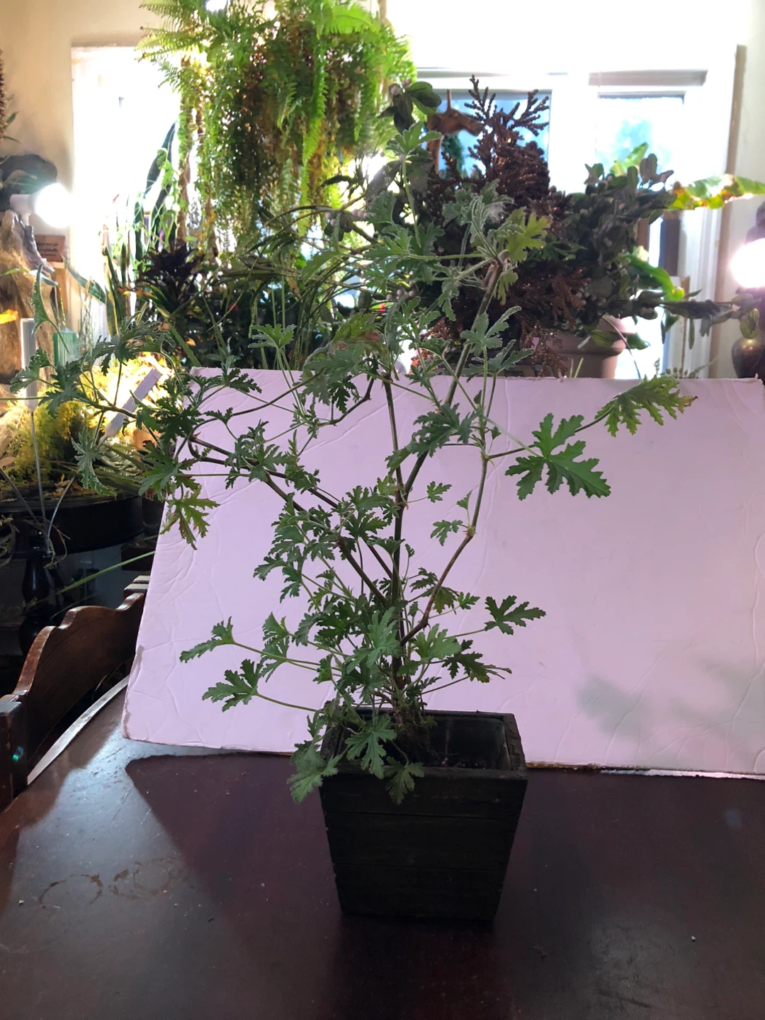 Lemon Scented Geranium. Citronella Plant.