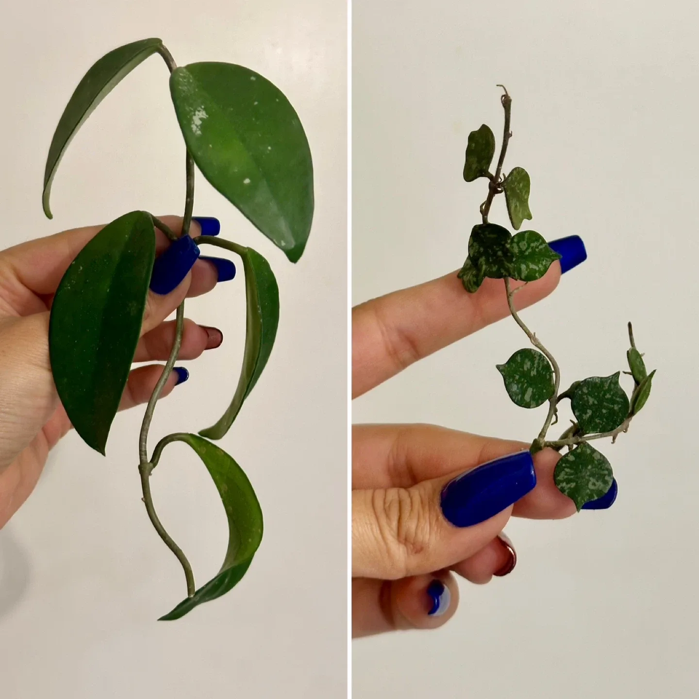 Hoya Bundle 10 LARGE Cuttings image indicator(6)