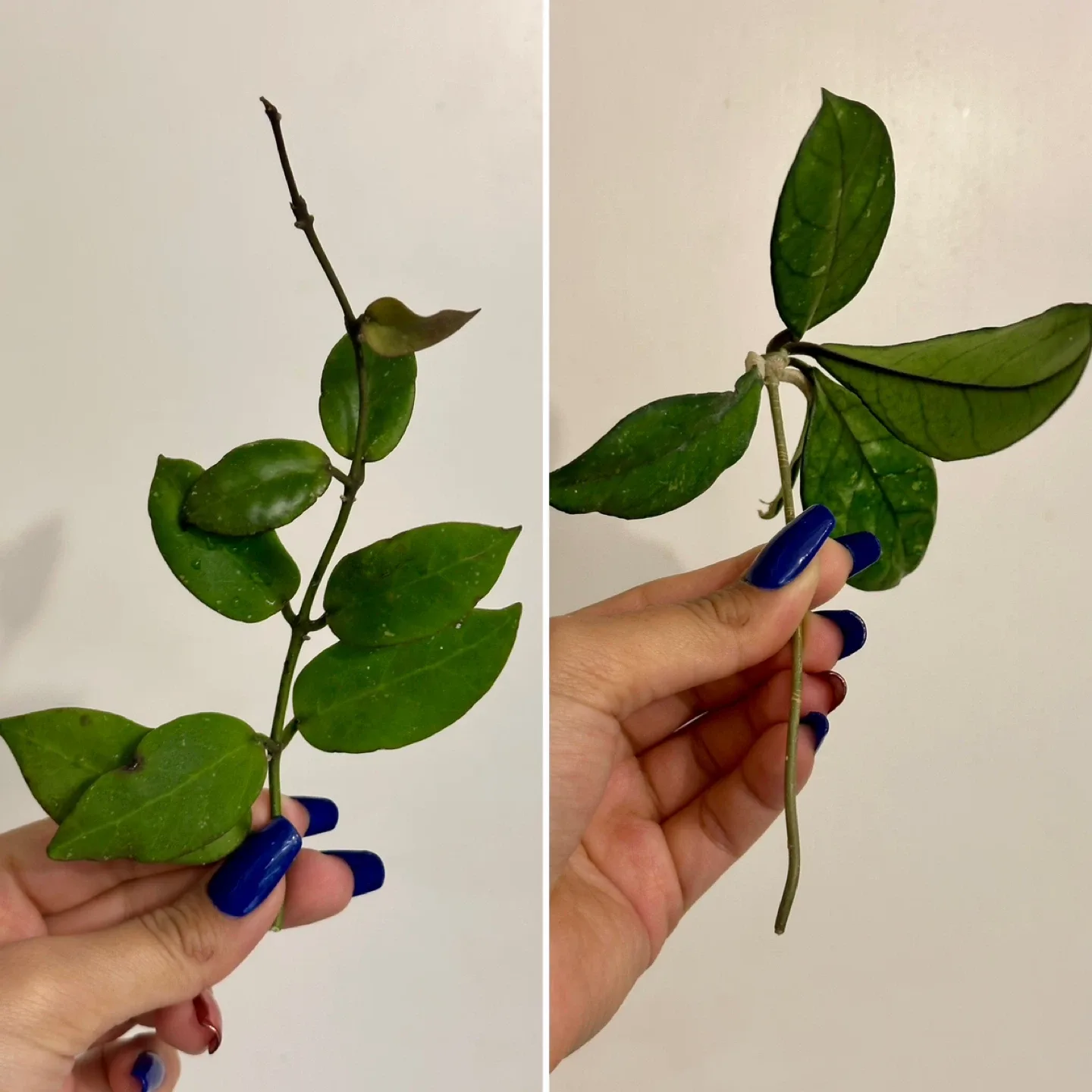 Hoya Bundle 10 LARGE Cuttings image indicator(5)