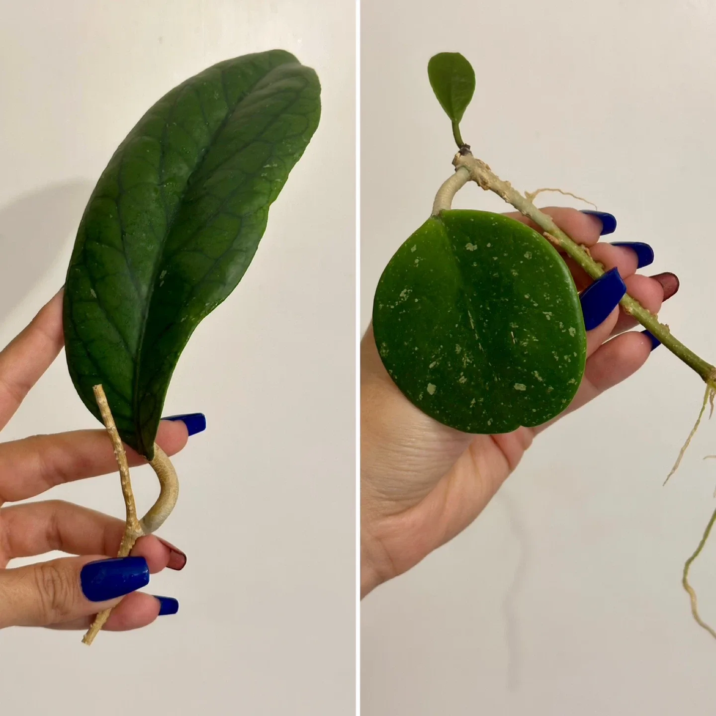 Hoya Bundle 10 LARGE Cuttings image indicator(2)