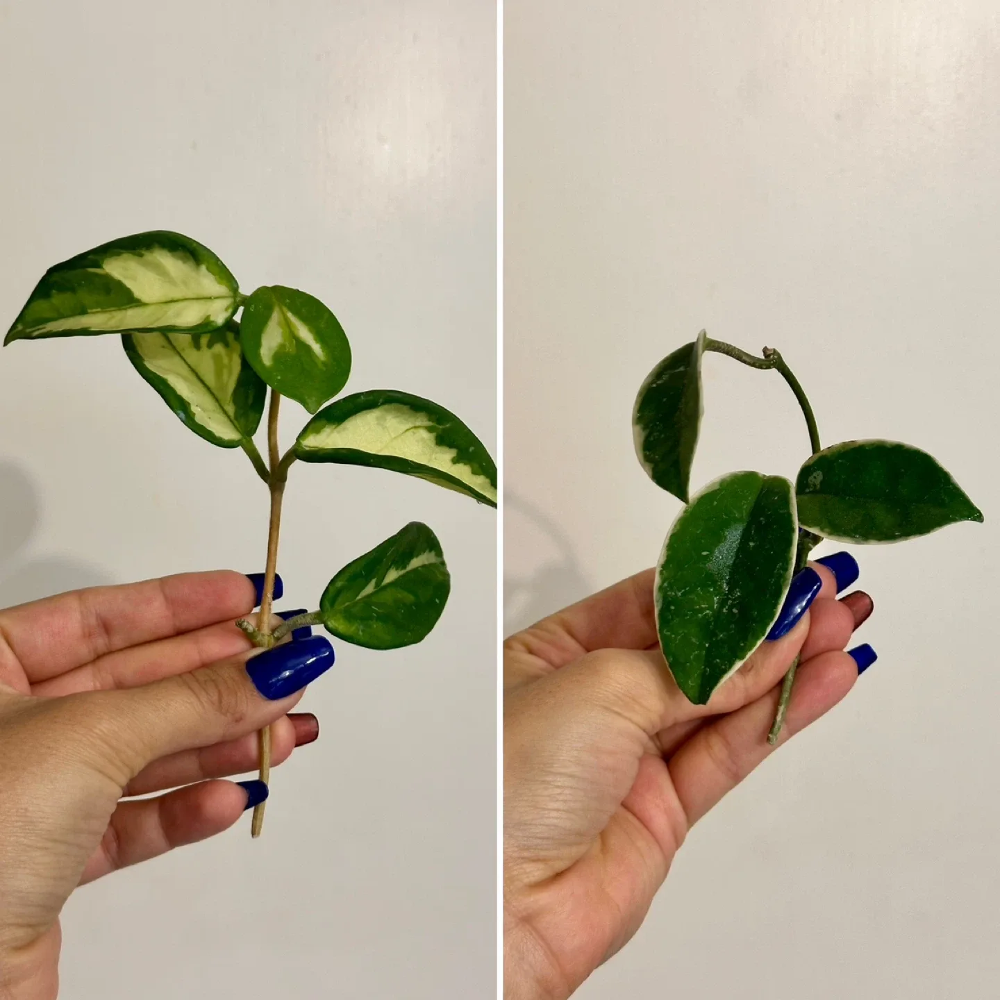 Hoya Bundle 10 LARGE Cuttings image indicator(4)