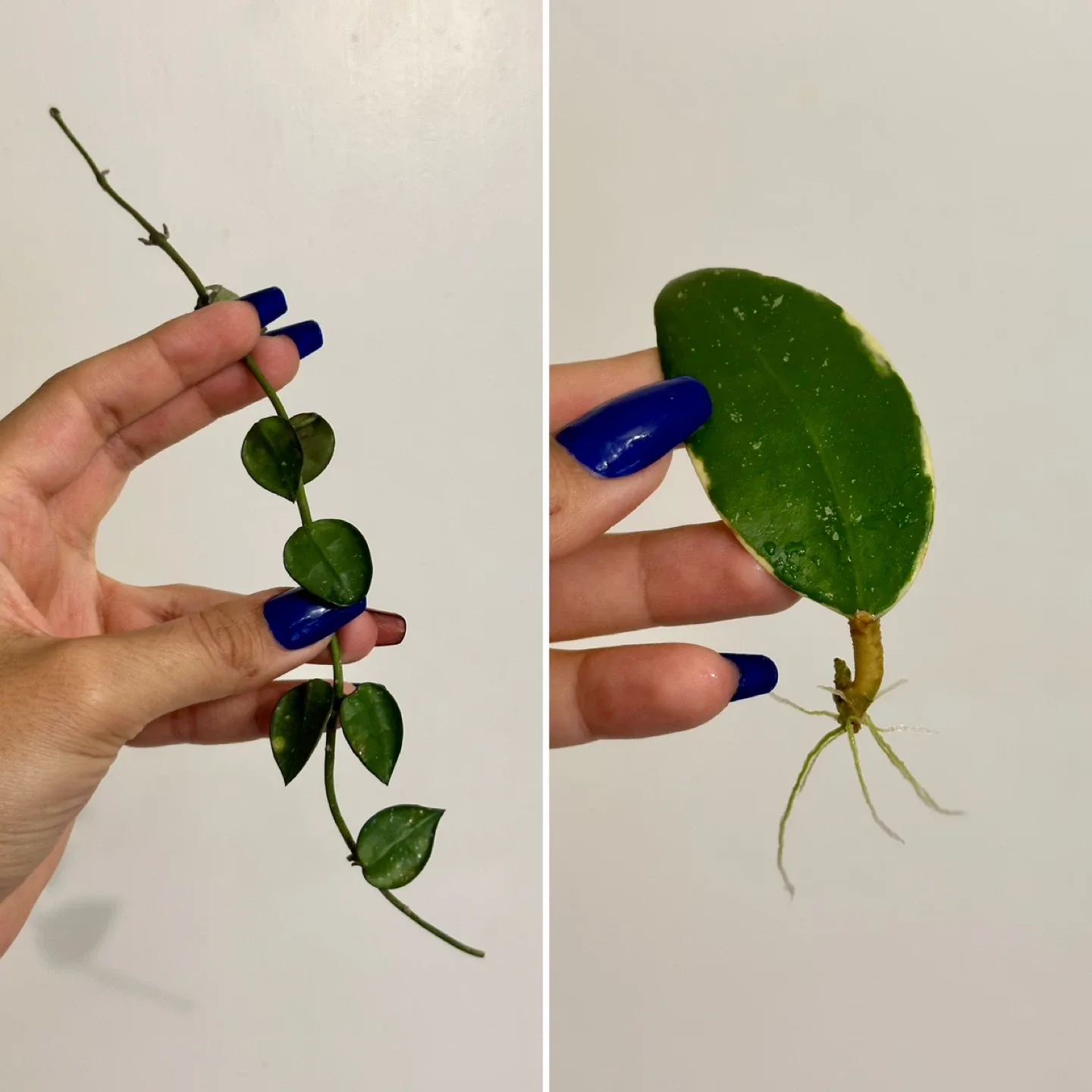 Hoya Bundle 10 LARGE Cuttings image indicator(3)