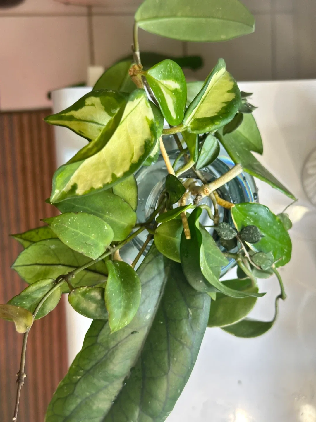 Hoya Bundle 10 LARGE Cuttings thumbnail