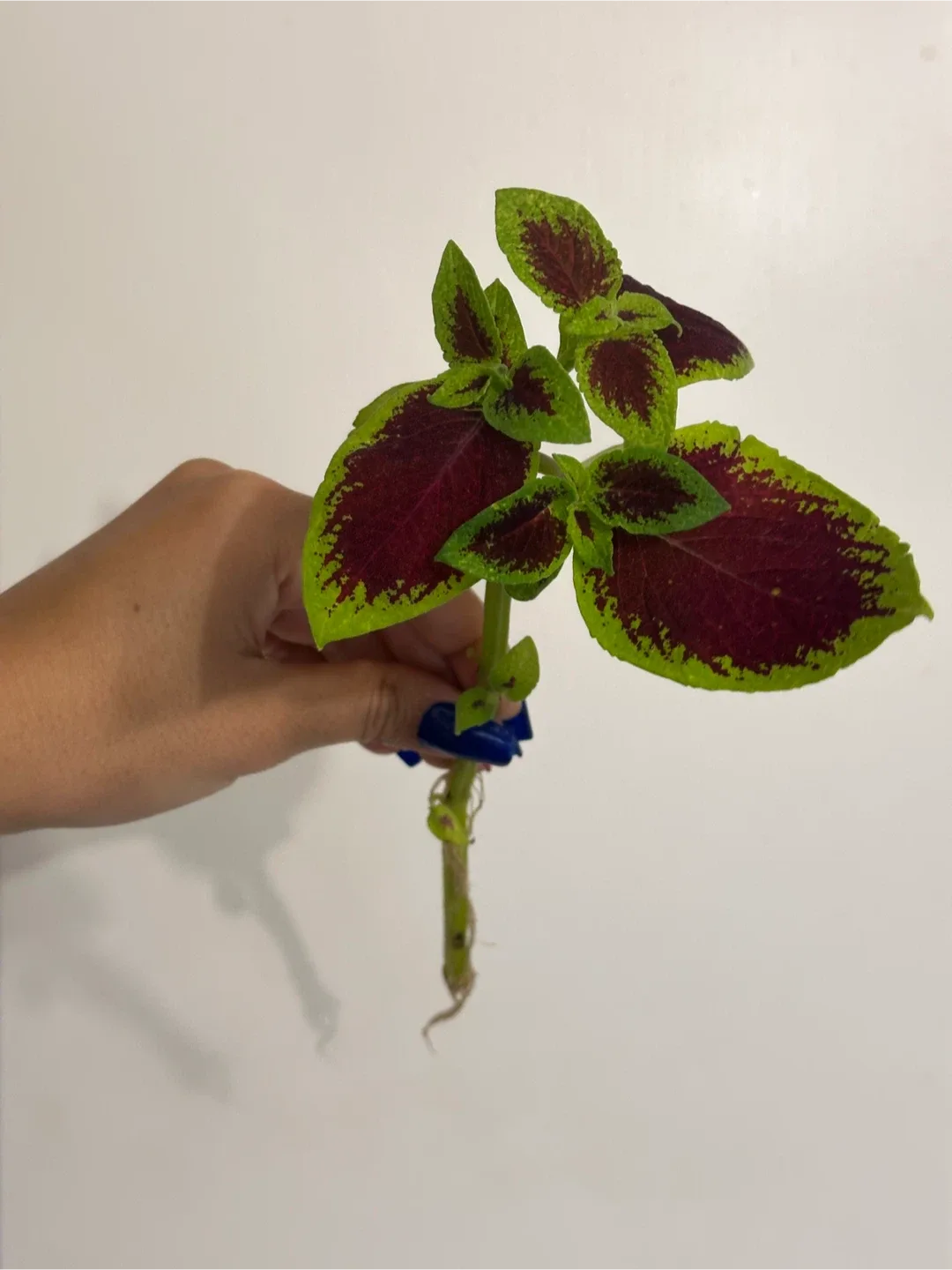 Rooted Coleus Cutting image indicator(2)