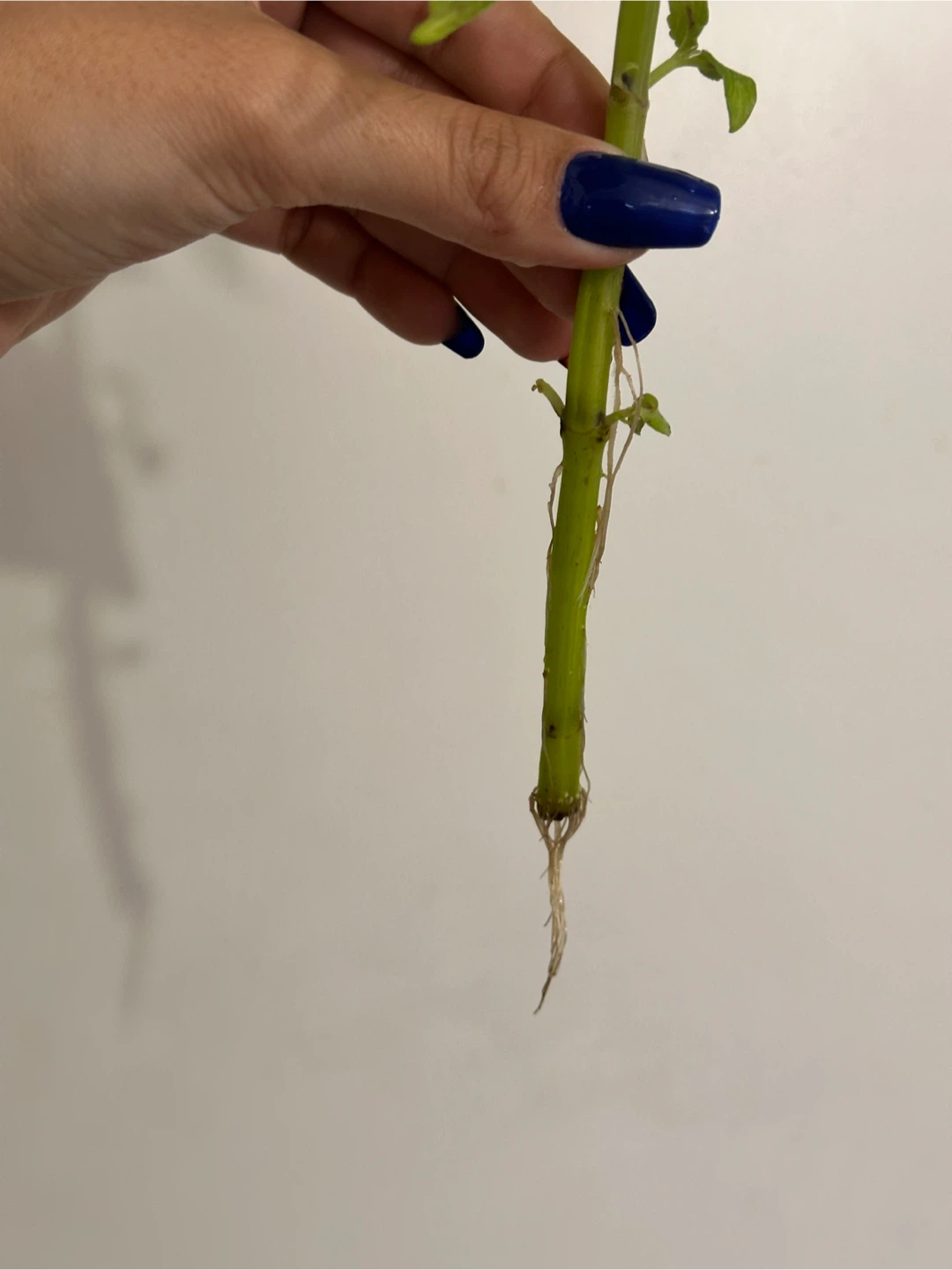 Rooted Coleus Cutting - photo 3