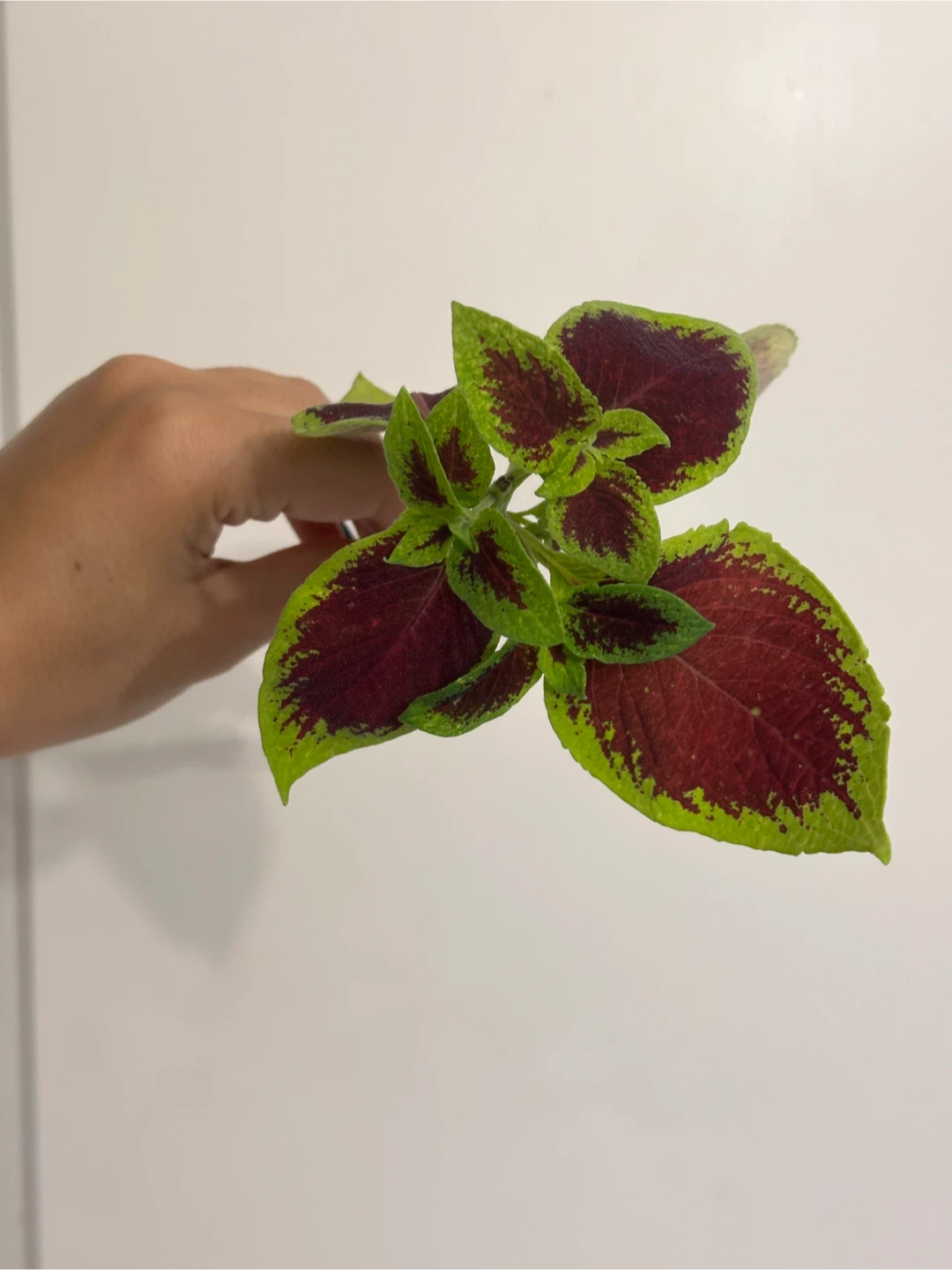 Rooted Coleus Cutting