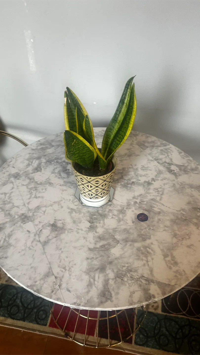 Round Table with Gold Metal Base & 2 Chairs image indicator(5)