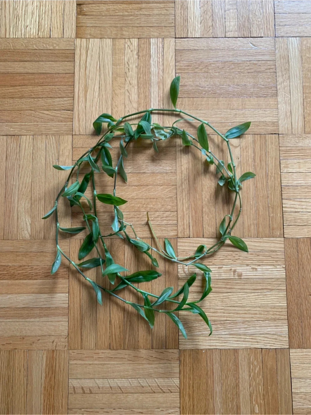 Inch Plant Cuttings 🥕 thumbnail