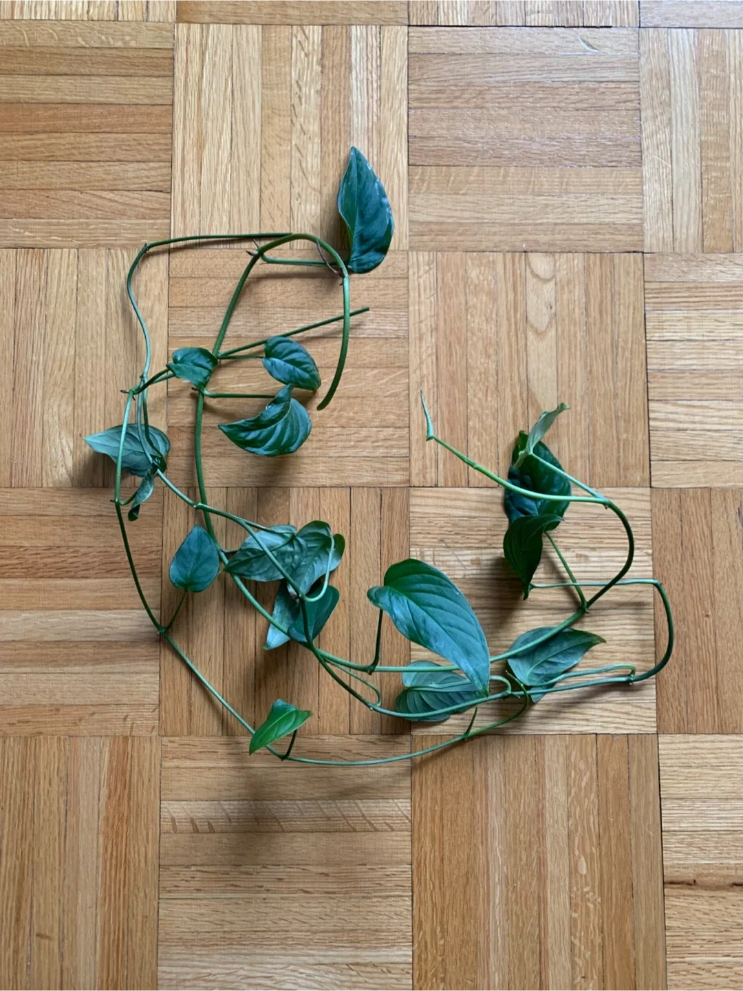 Monstera Plant Cuttings 🥕 thumbnail