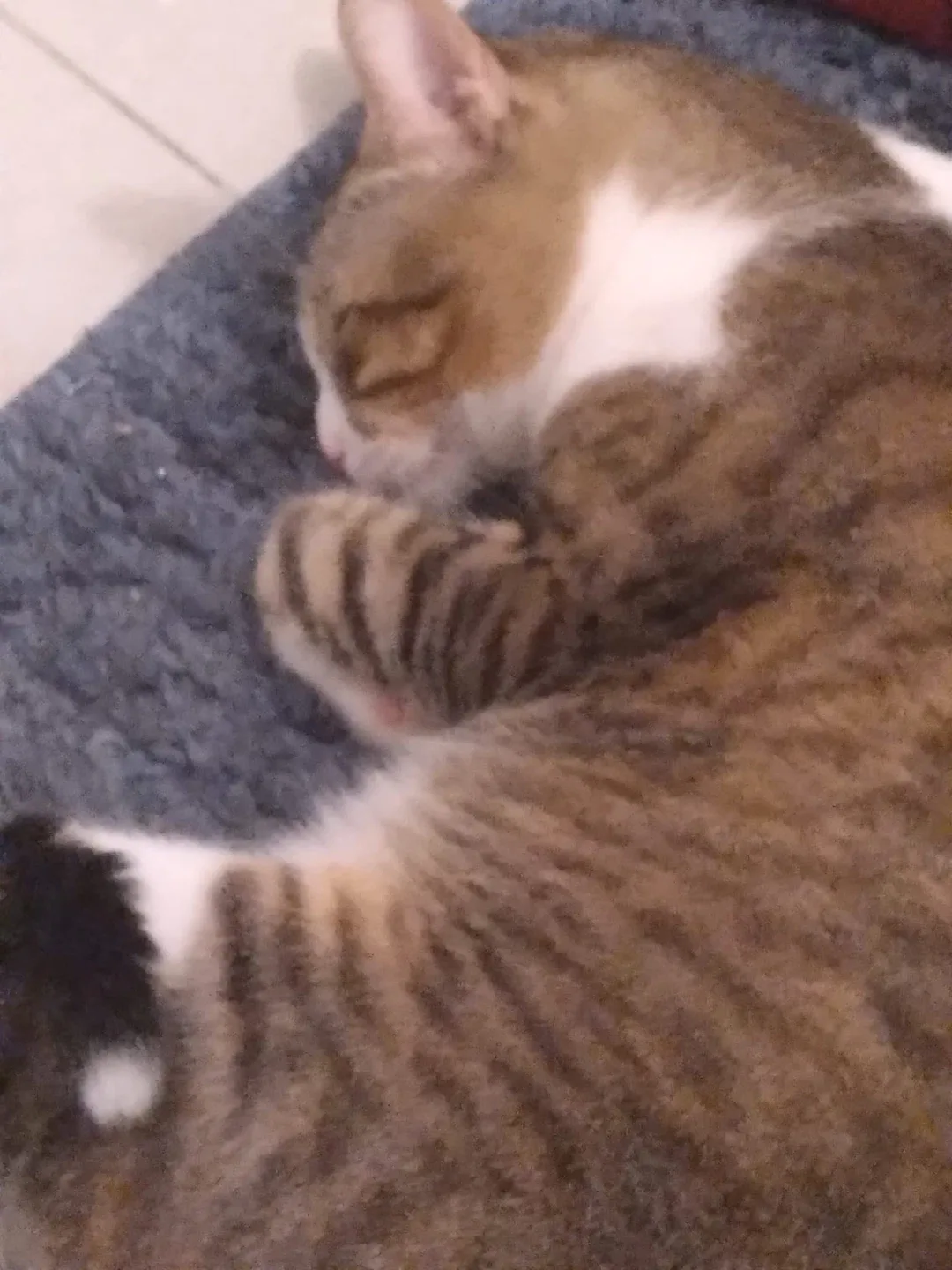 I need to rehome my cat thumbnail