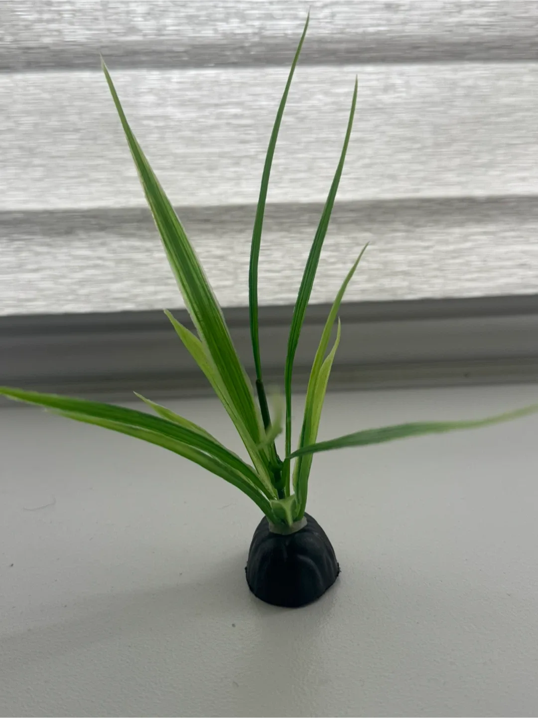 ✨ Beautiful Betta Fish Tank Setup  (Everything Included!) ✨ image indicator(10)