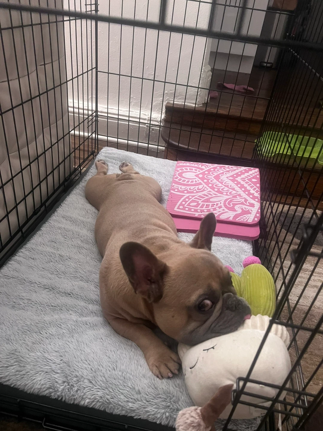 Dog Crate with Pad - photo 3