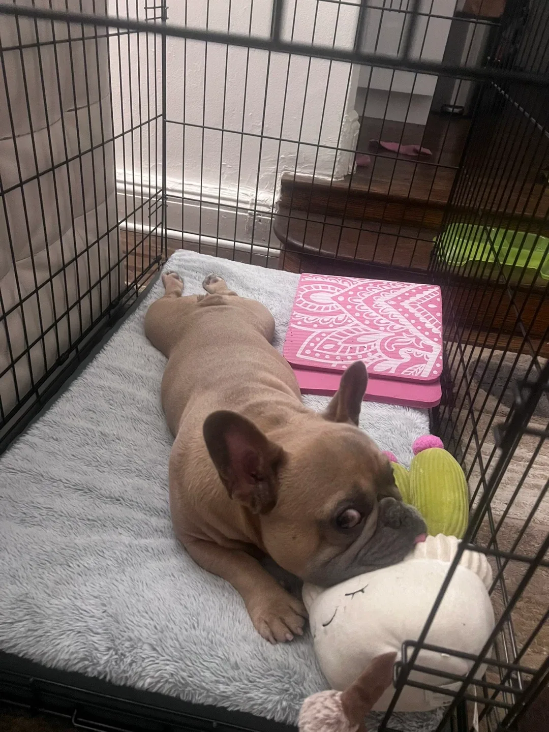 Dog Crate with Pad image indicator(3)