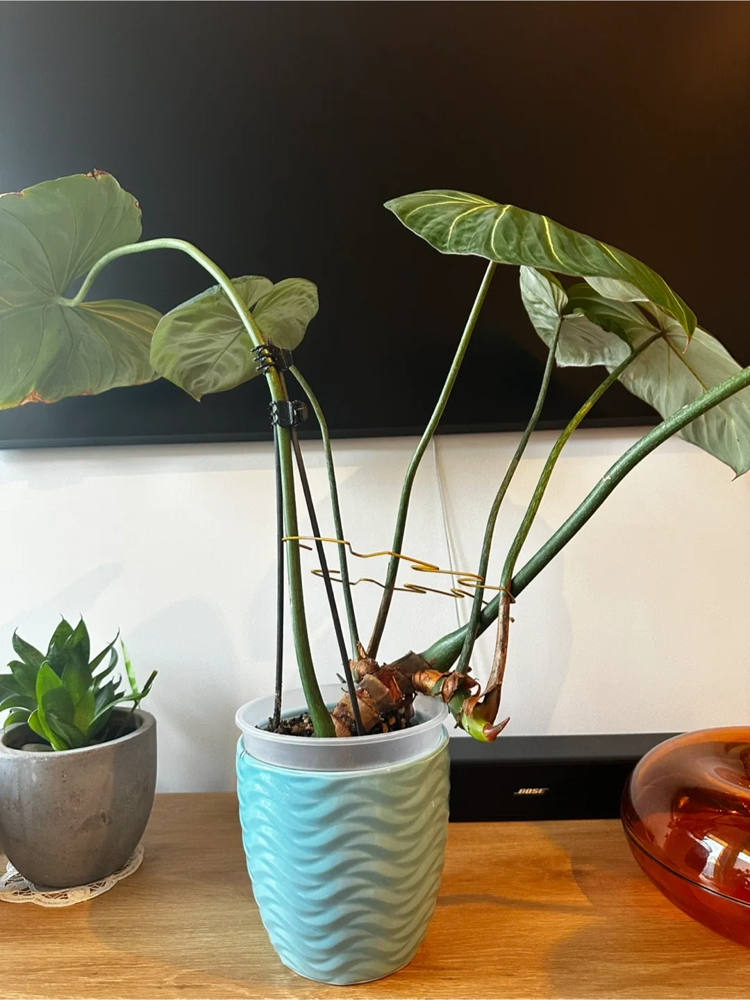 Rare! Velvet leaf plant