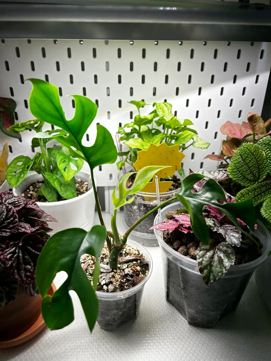 Rhaphidophora Tetrasperma Plant image indicator(3)