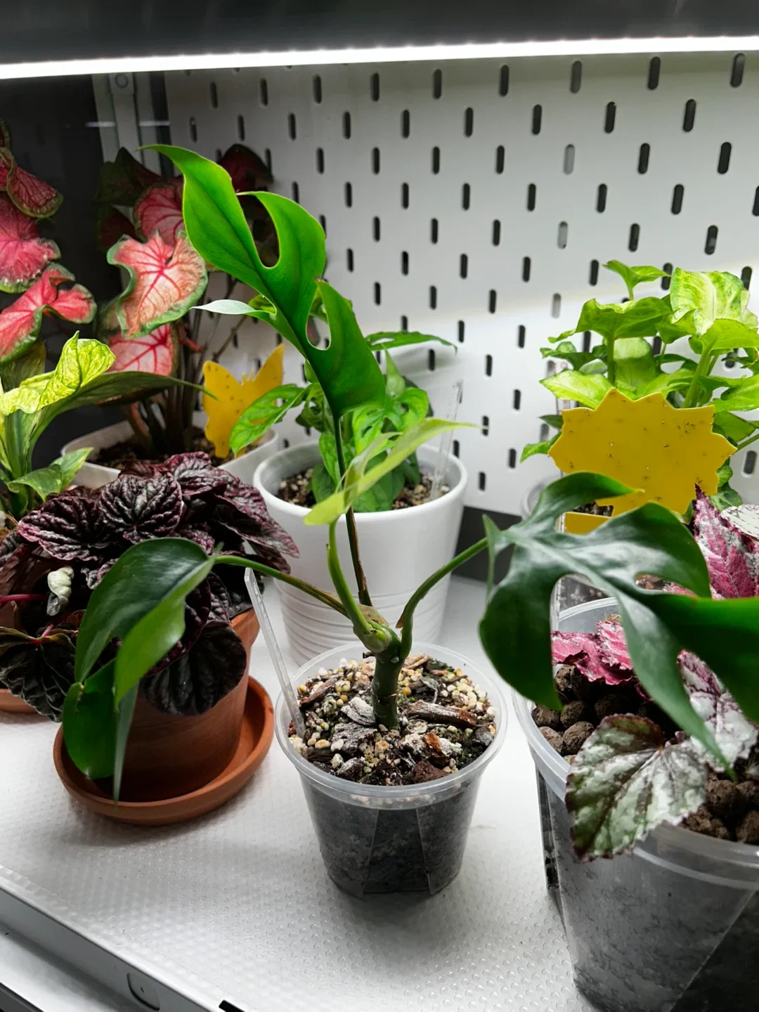 Rhaphidophora Tetrasperma Plant image indicator(2)