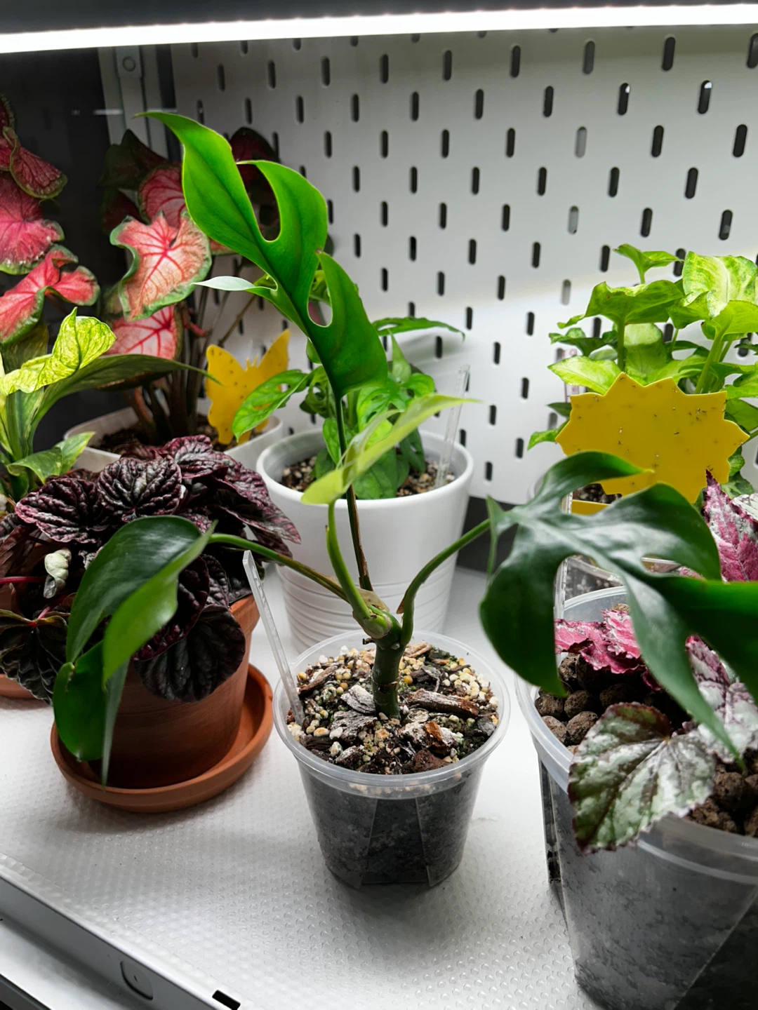 Rhaphidophora Tetrasperma Plant