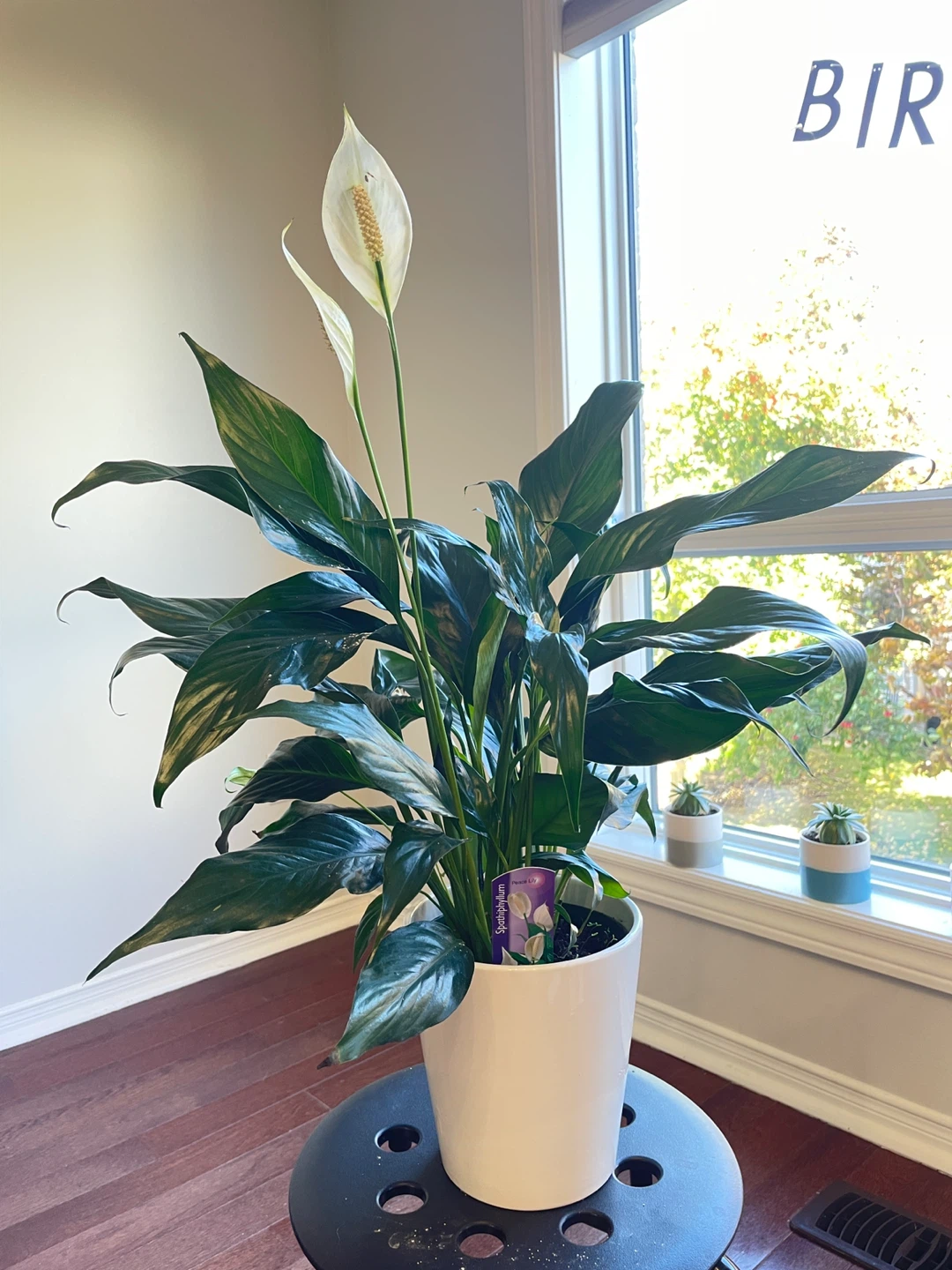 Peace Lily with ceramic White Pot (medium size)